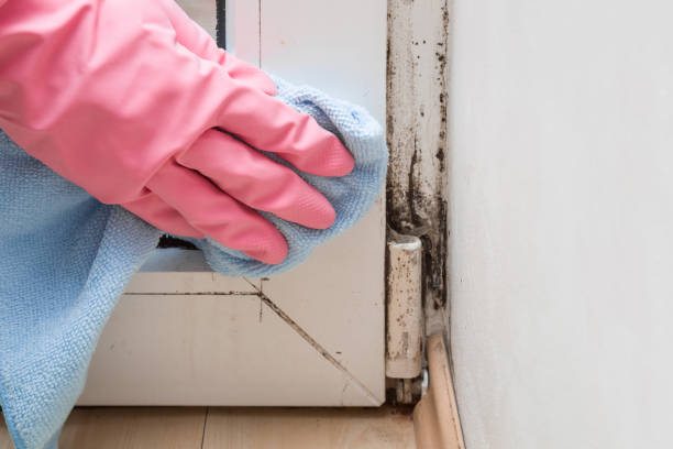 Best Residential Mold Removal  in Gladstone, OR